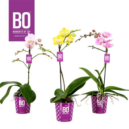 Phal 1st Coloursbo Mix