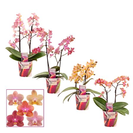 Phal 2st Aroma Mix (scenza)