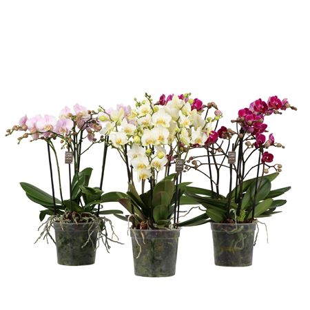 Flora P15 Mix >4 Spike