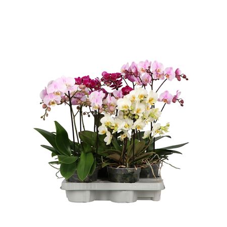 Flora P15 A2 Mix