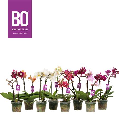 Phal 2/3st Mini Bruin (opti)
