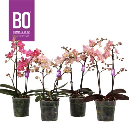 Phal 2st Aroma Bo (opti)