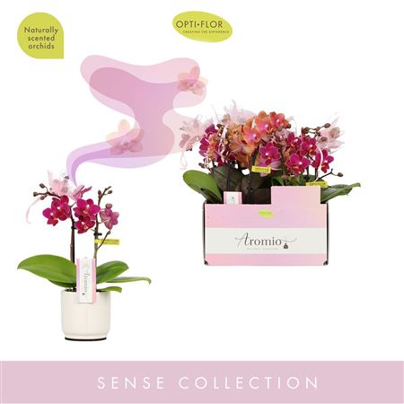Phal 2st Aromio Mix 10+ In White Lazio (opti)