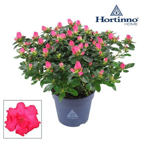 Azalea Hortinno Red