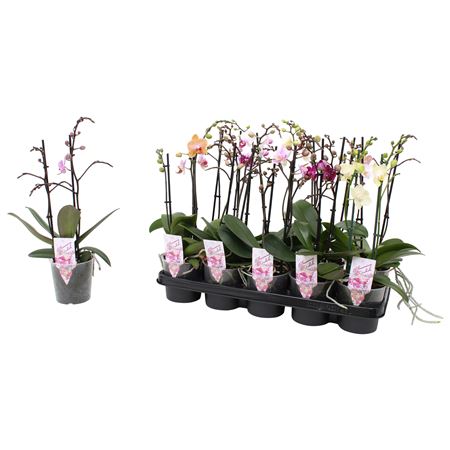 Phal Multi 2st Mix Colourfull 22+(pannekoek)