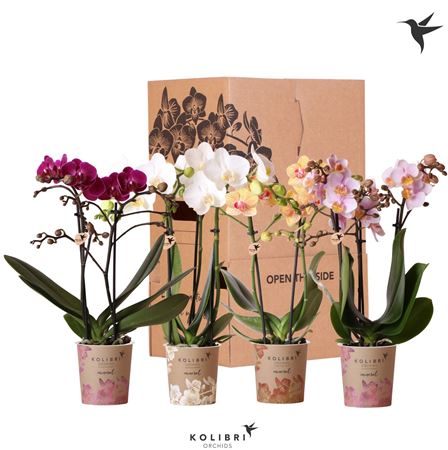 Phal 2st Mix 22+ No Sleeve (ok)