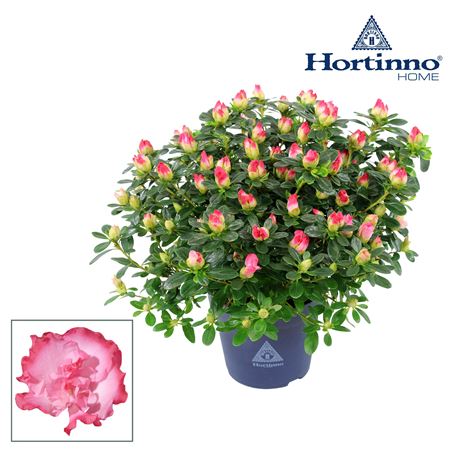 Azalea Hortinno Bicolor
