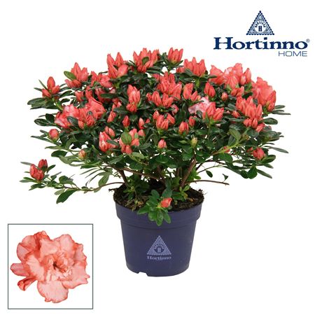 Azalea Hortinno Bicolor