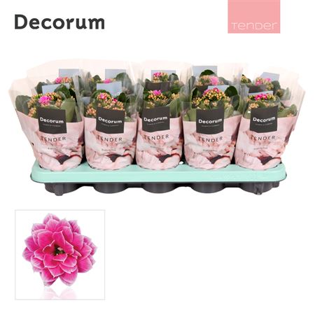 Kal Cal Serenity Purple White (decorum)