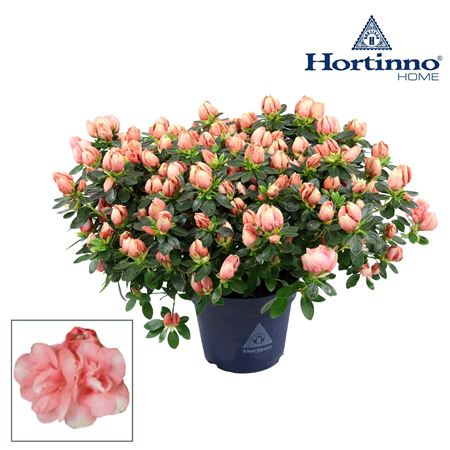 Azalea Hortinno Home Lime Peach