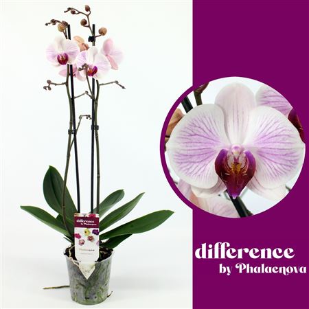 Phal 2st Denver 18+ (phalaenova)