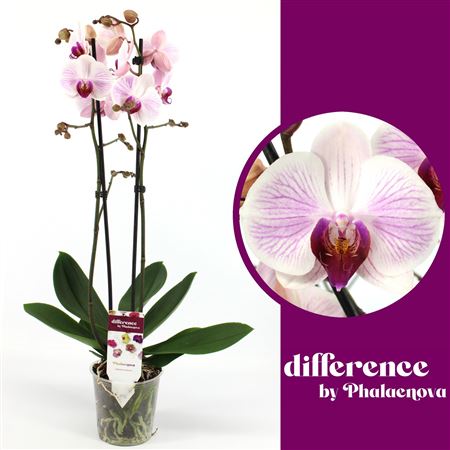 Phal 2st Denver 18+ (phalaenova)