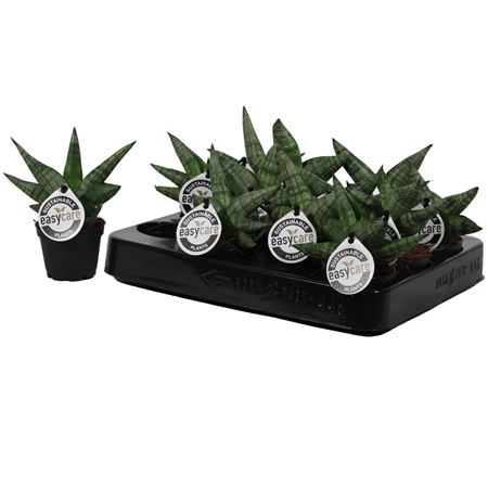 Sansevieria Boncellensis