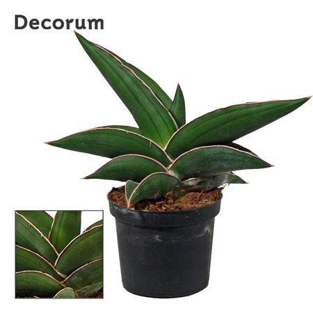 Sansevieria Samurai (decorum)
