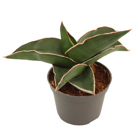 Sansevieria Samurai
