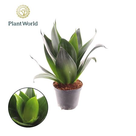 Sansevieria Black Dragon