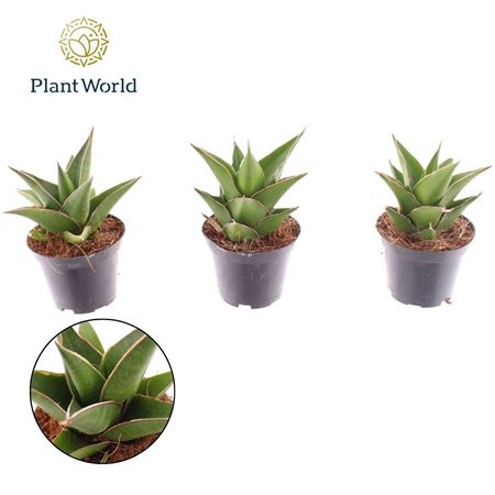 Sansevieria Samurai