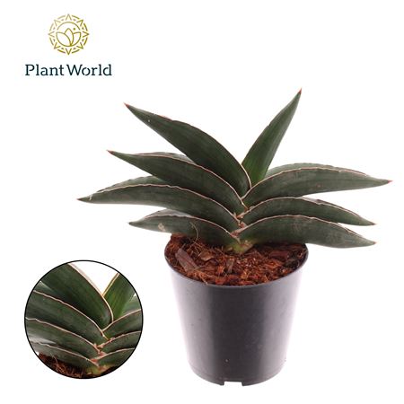 Sansevieria Samurai