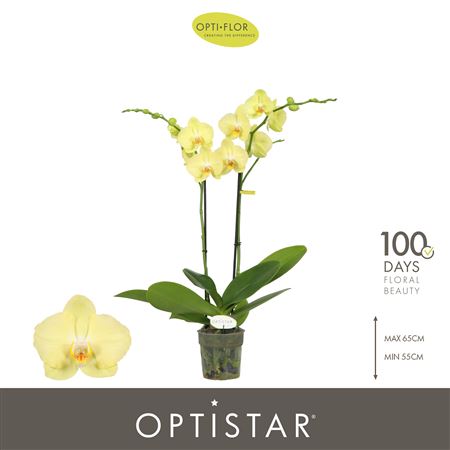 Phal 2st Ferrara 15+(opti)