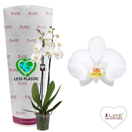 Phal 2st Leeds 16+ (levo)
