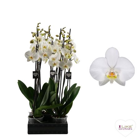 Phal 2st Leeds 16+ (levo)
