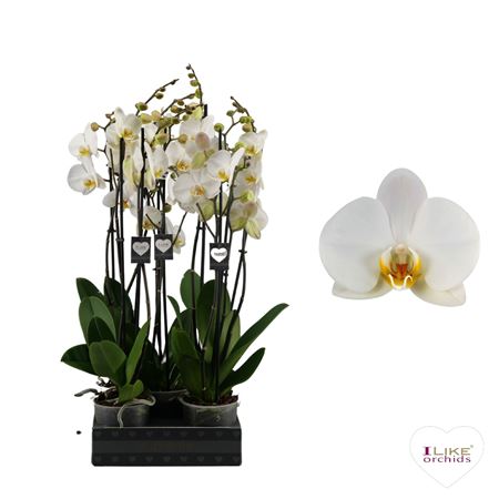 Phal 2st London 22+ (levo)