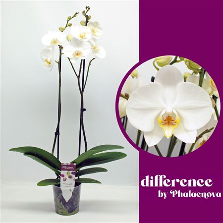 Phal 2st London 18+ (phalaenova)