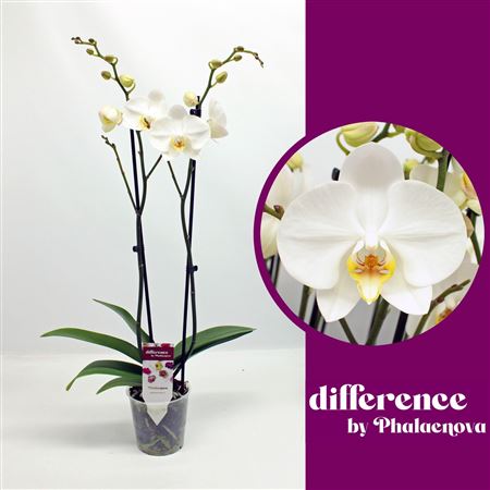 Phal 2st London 18+ (phalaenova)