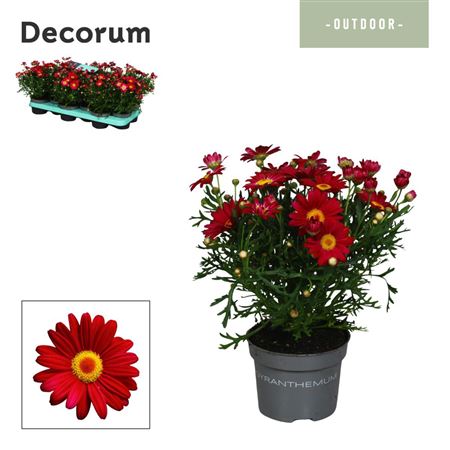 Argyranthemum Red (decorum)