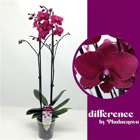 Phal 2st Pavarotti 14+ (phalaenova)