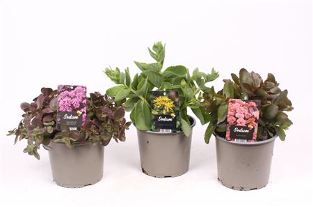 Sedum Mix