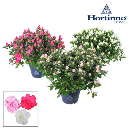 Azalea Hortinno Classic Collection