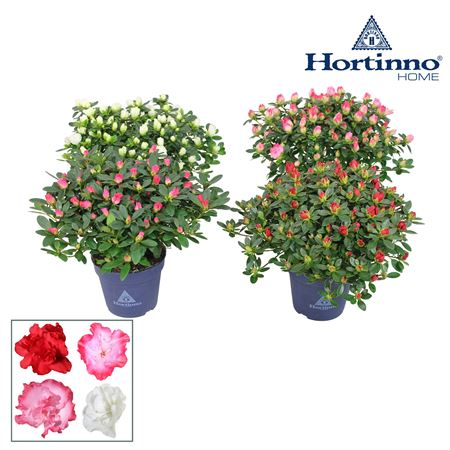 Azalea Hortinno Spring Collection