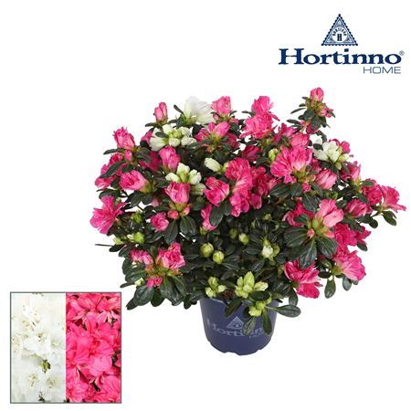 Azalea Hortinno Home Duocolor