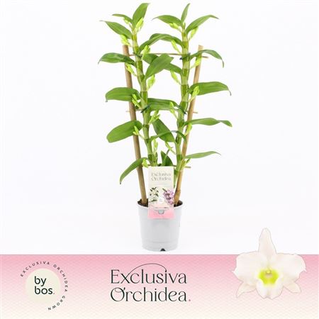 Dendr Nob 2st Apollon On Reck