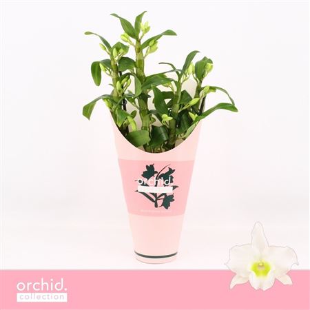 Dendr Nob 4st Apollon Compact Orchid