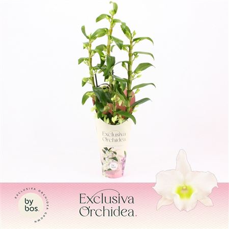 Dendr Nob 3st Apollon Potcover Exclusiva Orchidea