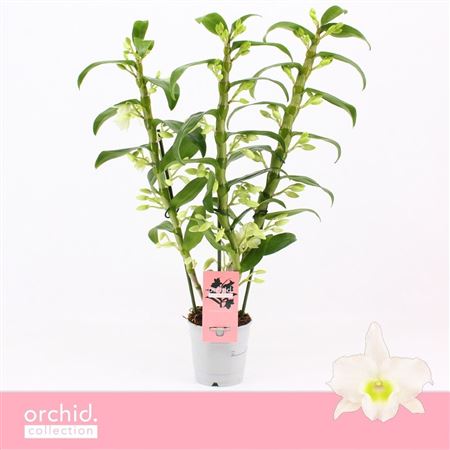 Dendr Nob 3st Apollon Orchid Collection