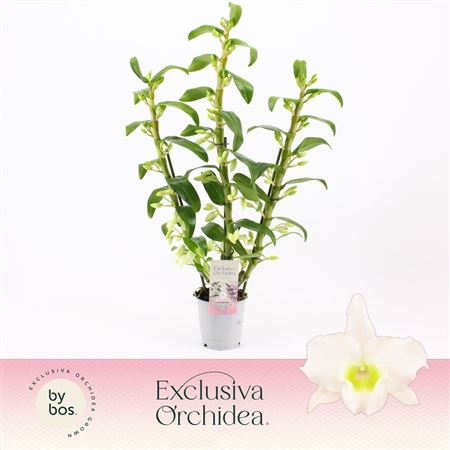 Dendr Nob 3st Apollon Exclusiva Orchidea