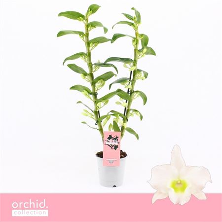 Dendr Nob 2st Apollon Orchid Collection