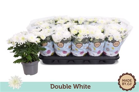 Chrys Double White