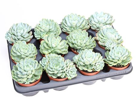 Echeveria Elegans