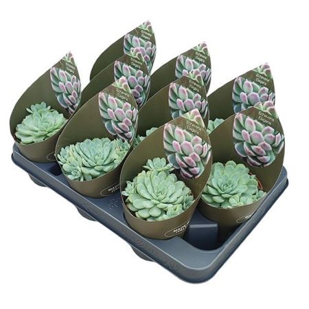 Echeveria Elegans Potcover