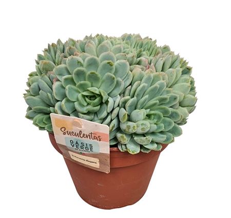 Echeveria Elegans