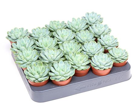 Echeveria Elegans.