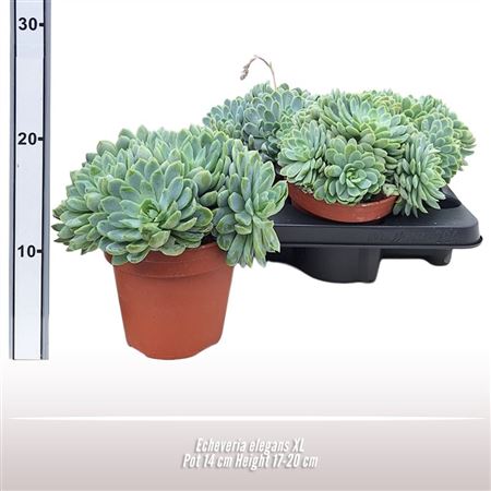 Echeveria Elegans Xl