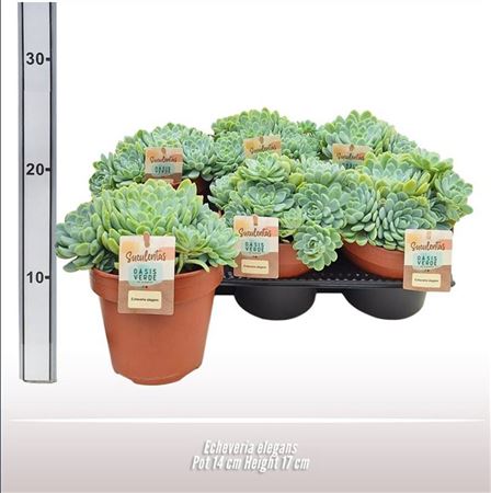 Echeveria Elegans.