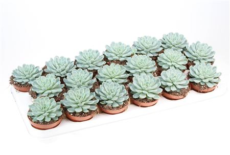 Echeveria Elegans