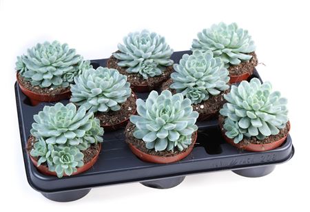 Echeveria Elegans