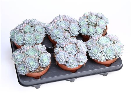 Echeveria Elegans